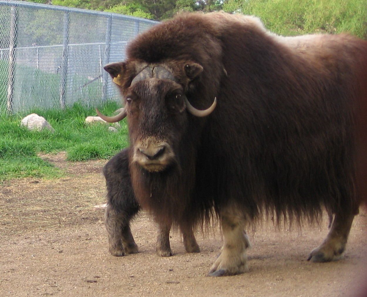 Musk Ox with baby