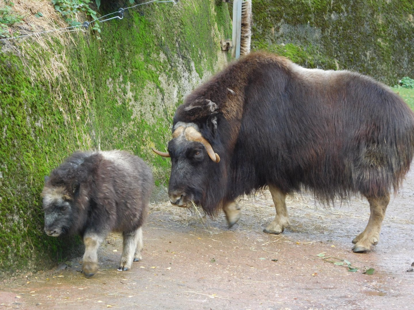 Musk ox with young