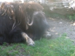 musk ox