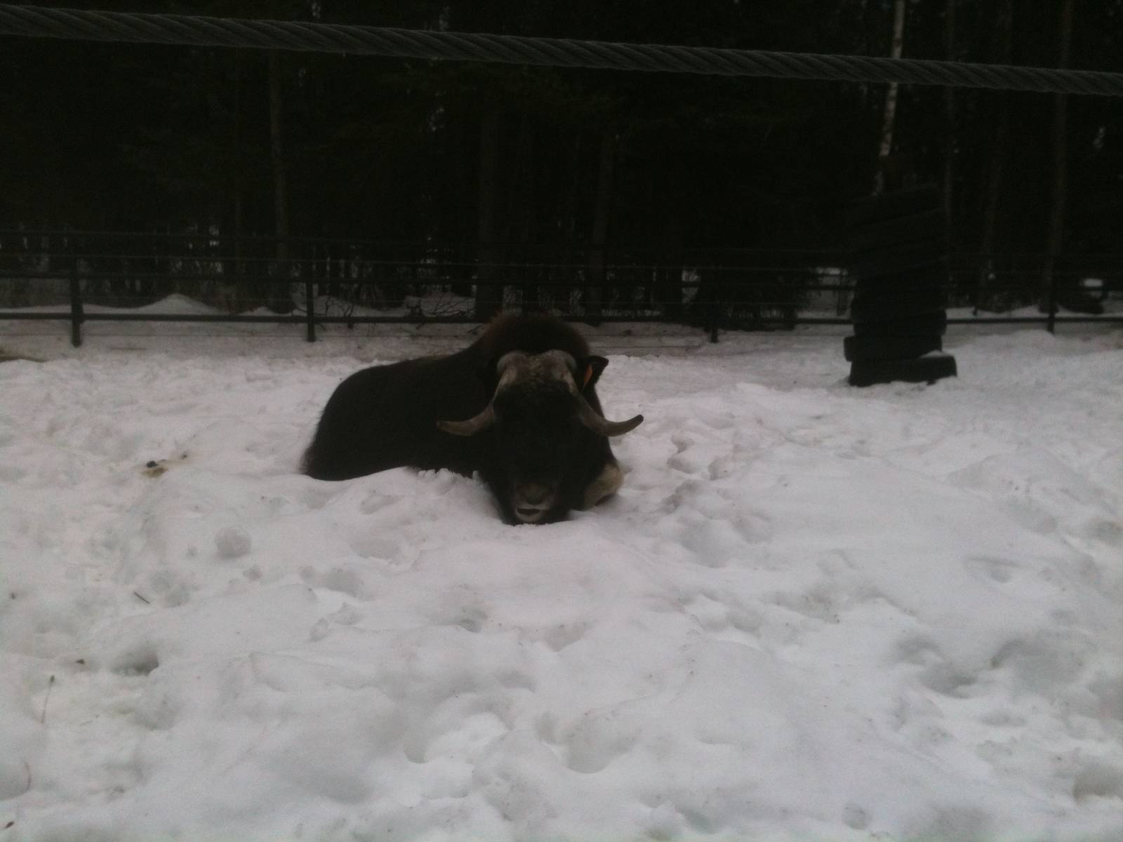 Musk Ox