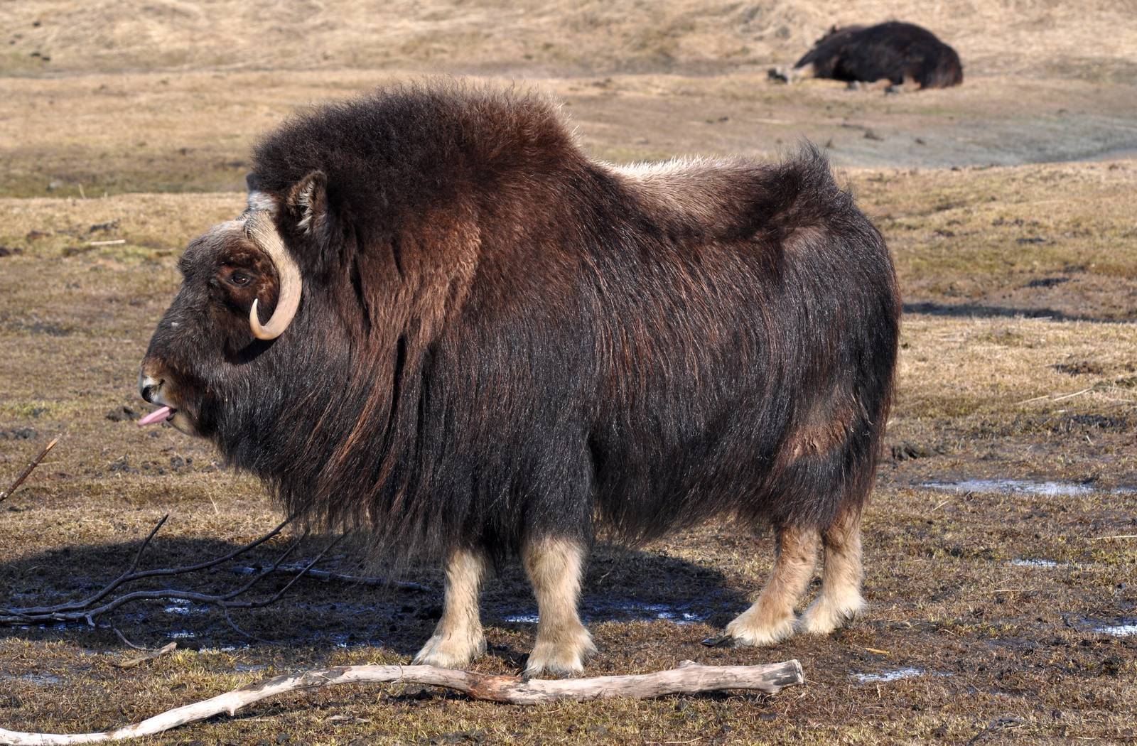 Musk Ox