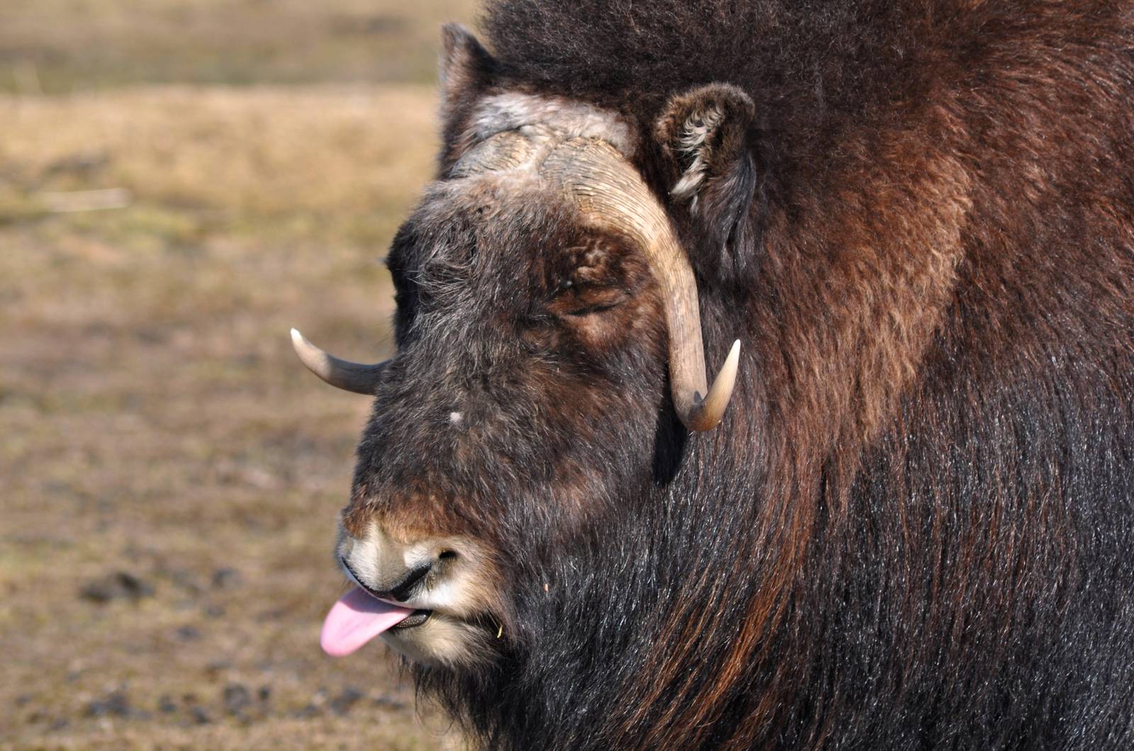 Musk Ox
