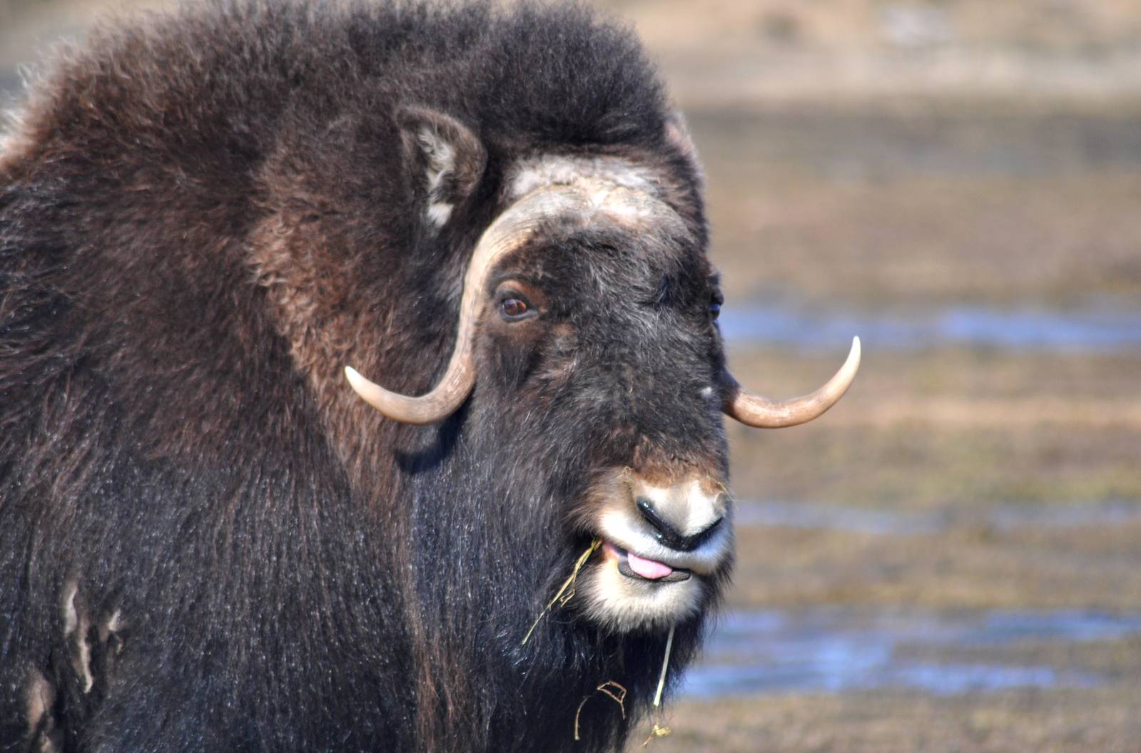 Musk Ox
