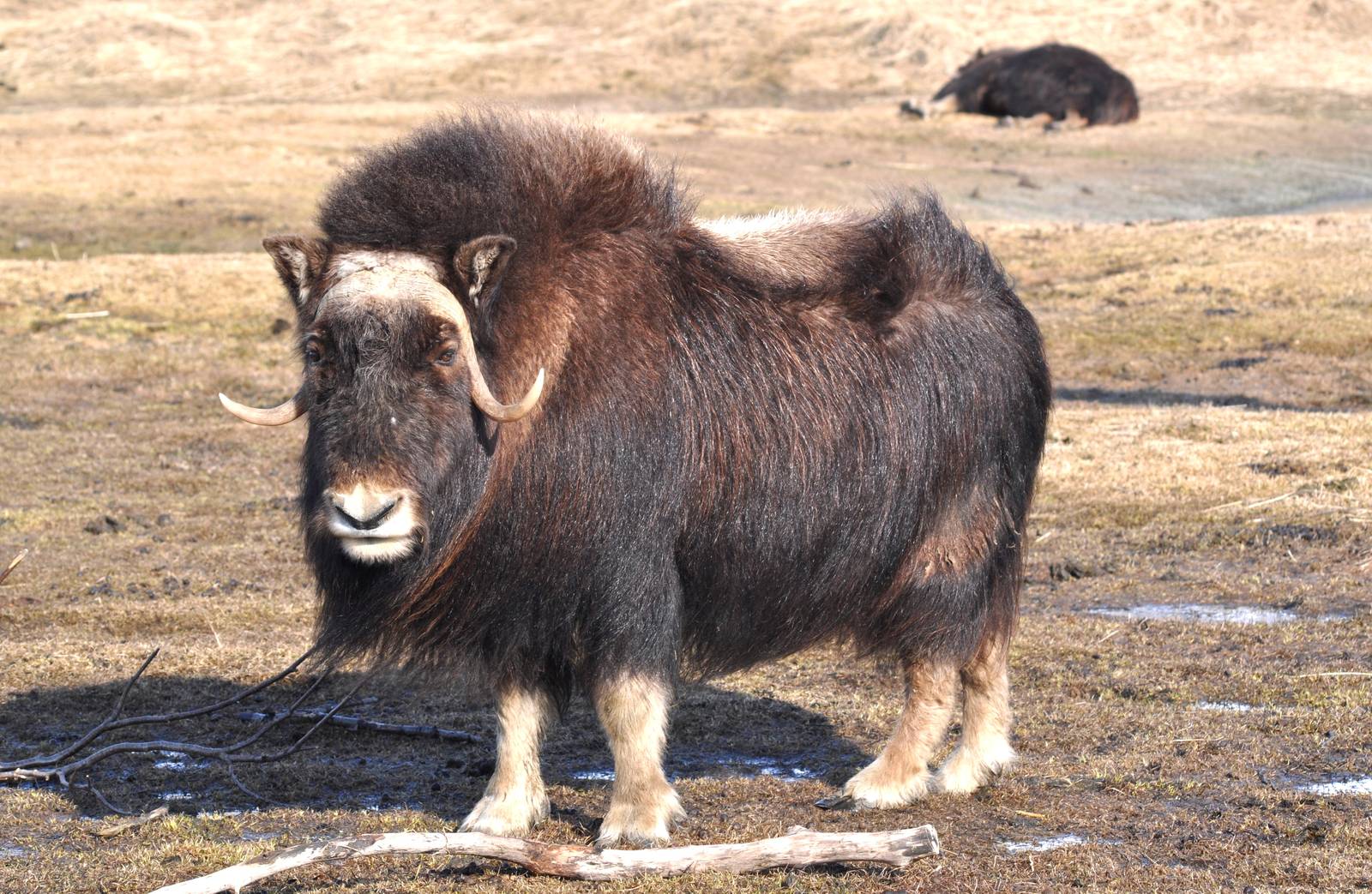 Musk Ox.