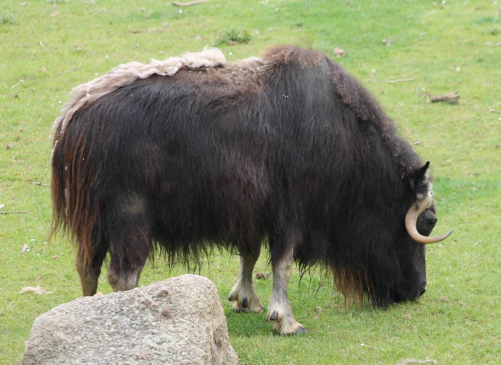 Musk ox