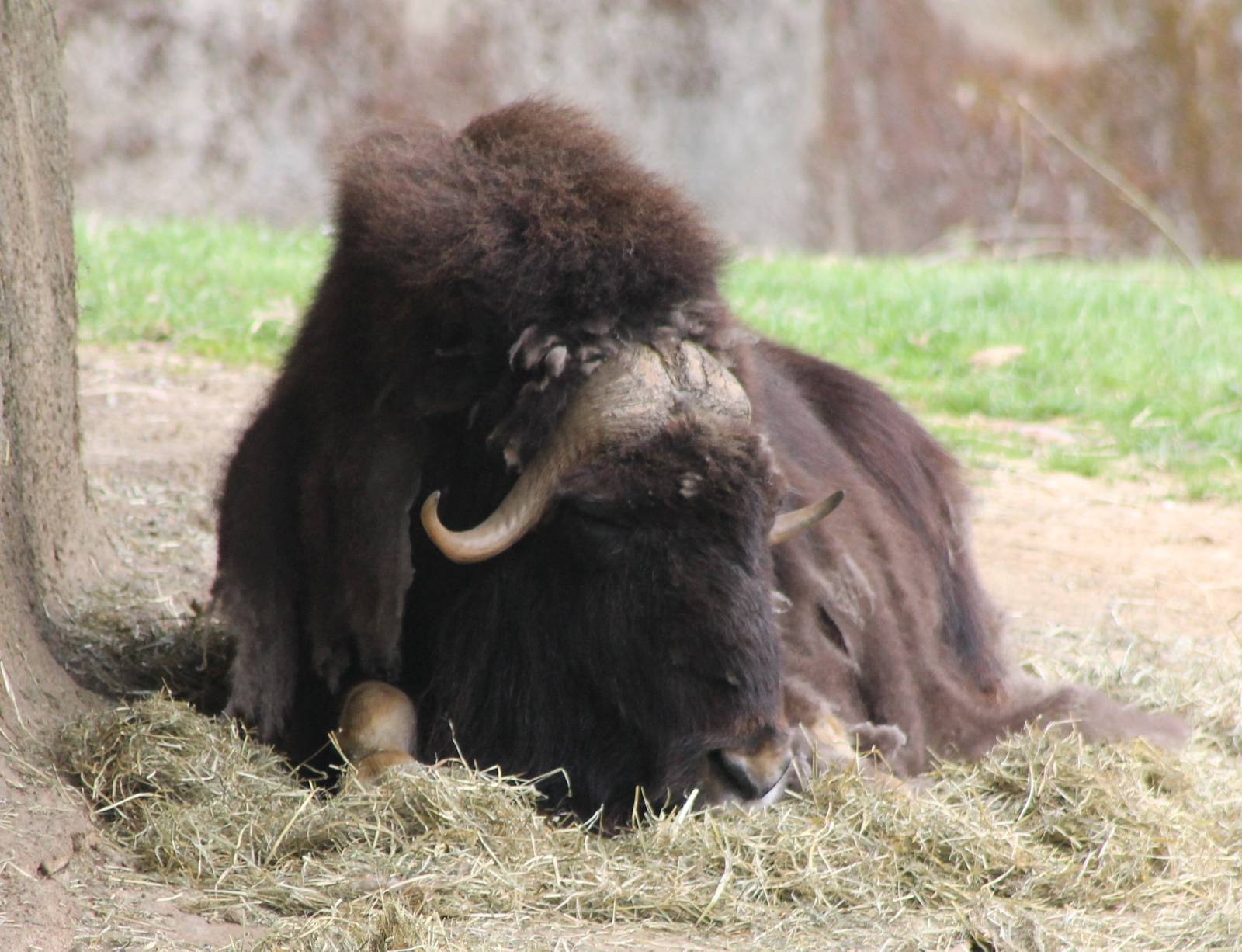 Musk ox