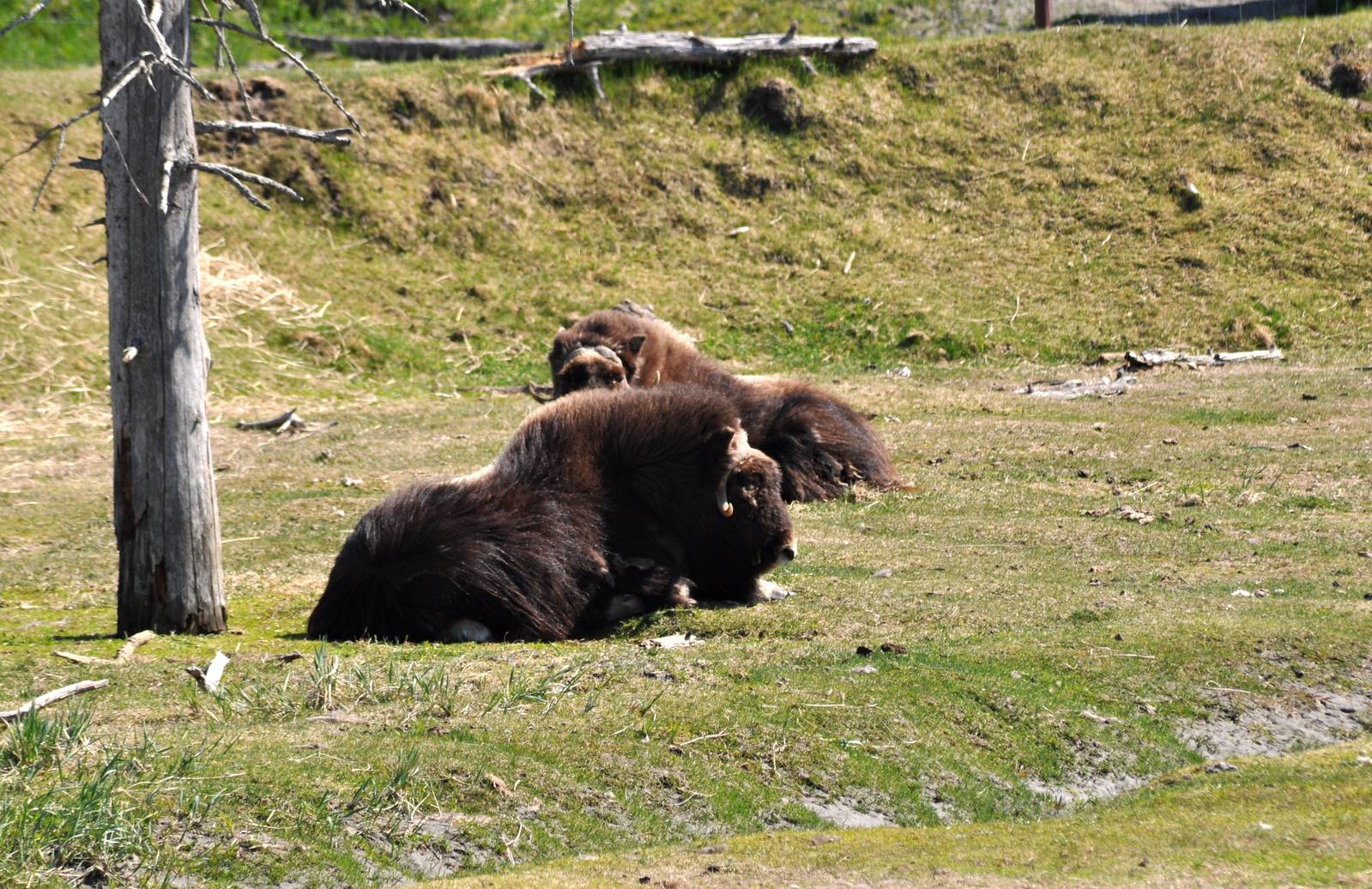 Musk Ox
