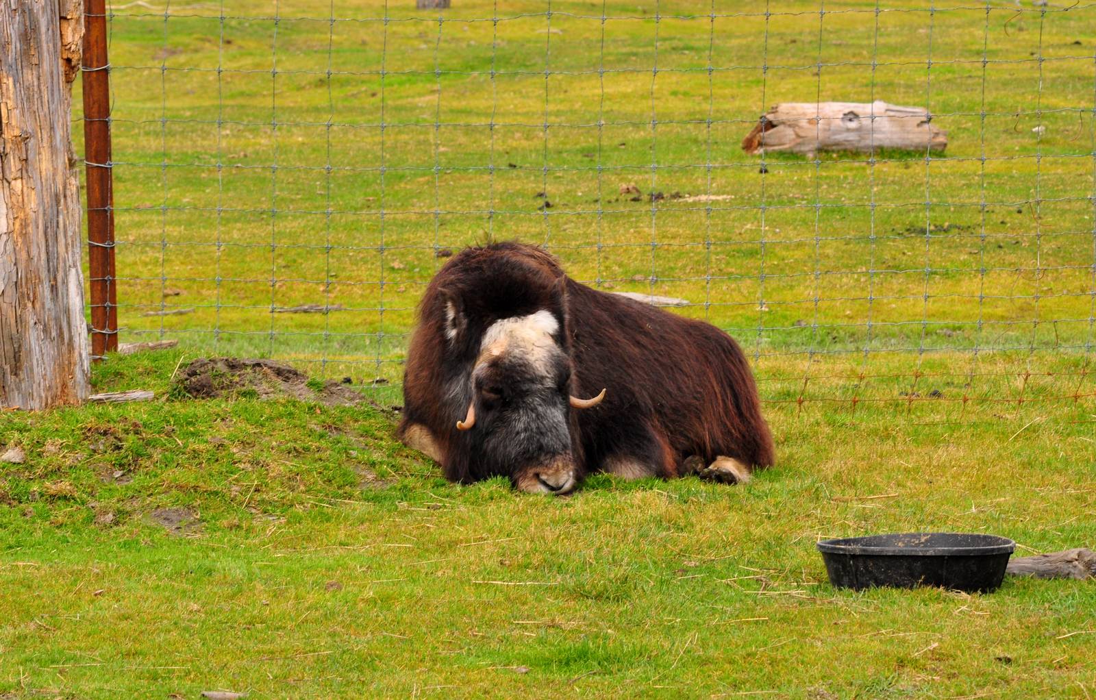 Musk Ox