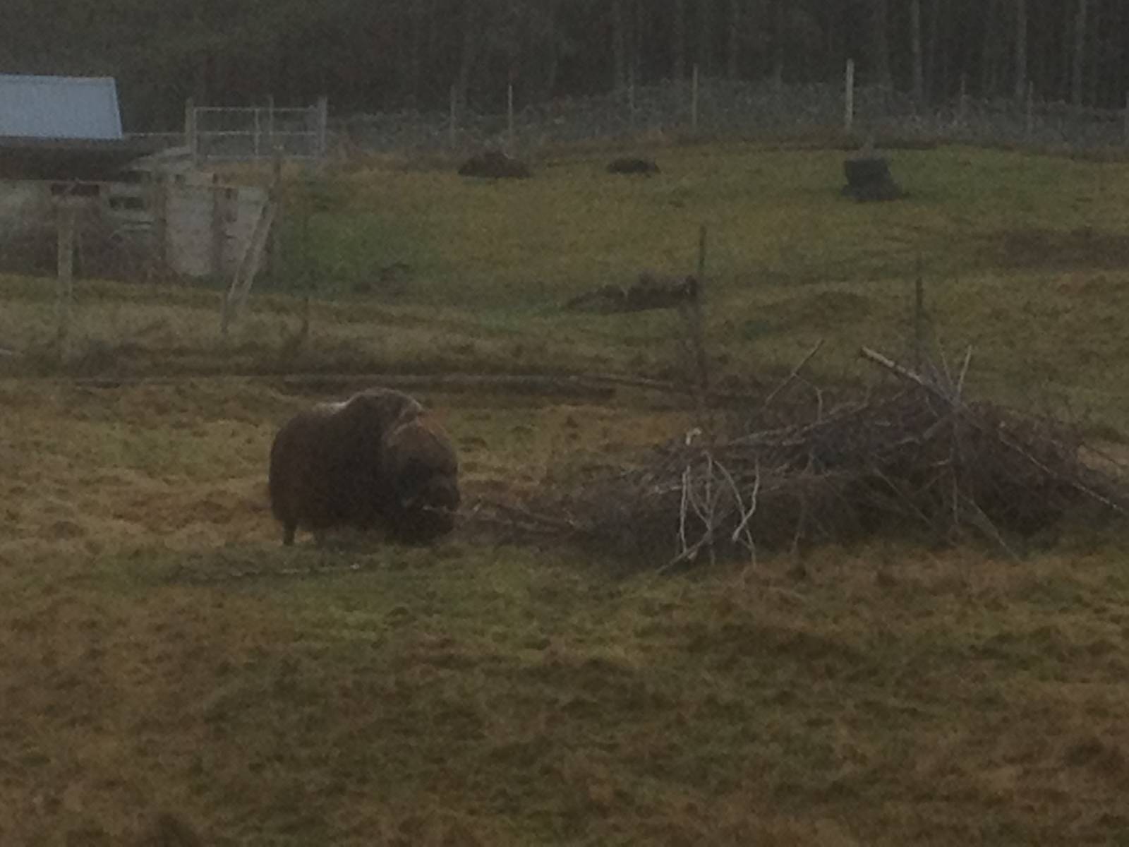 Musk ox