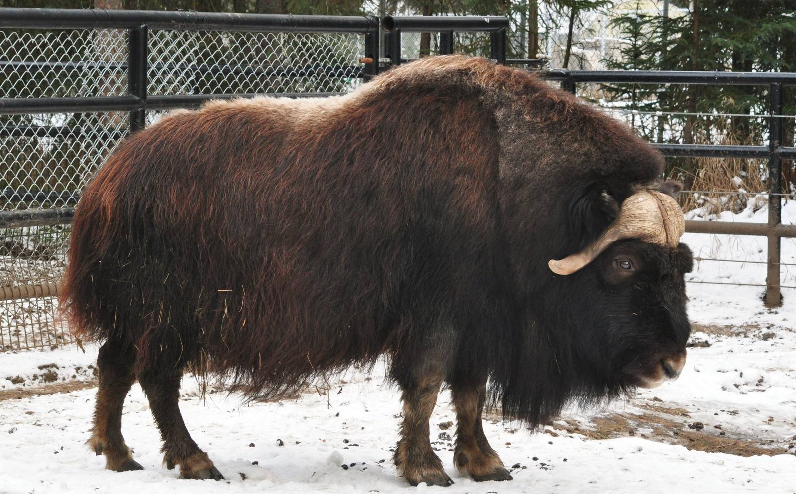 Musk Ox
