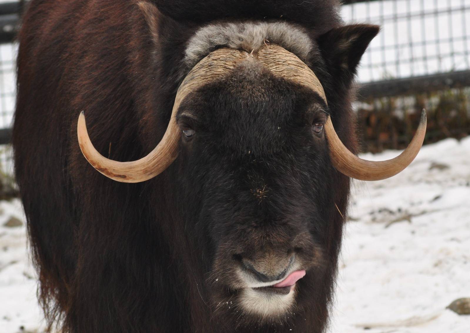 Musk Ox