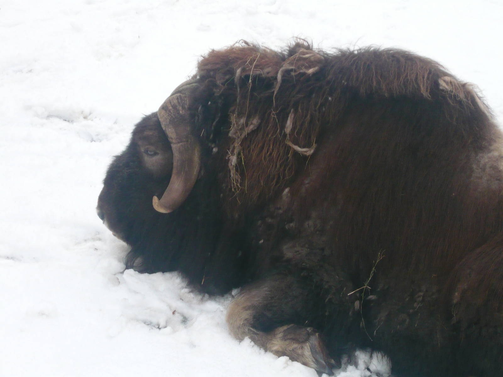 Musk ox