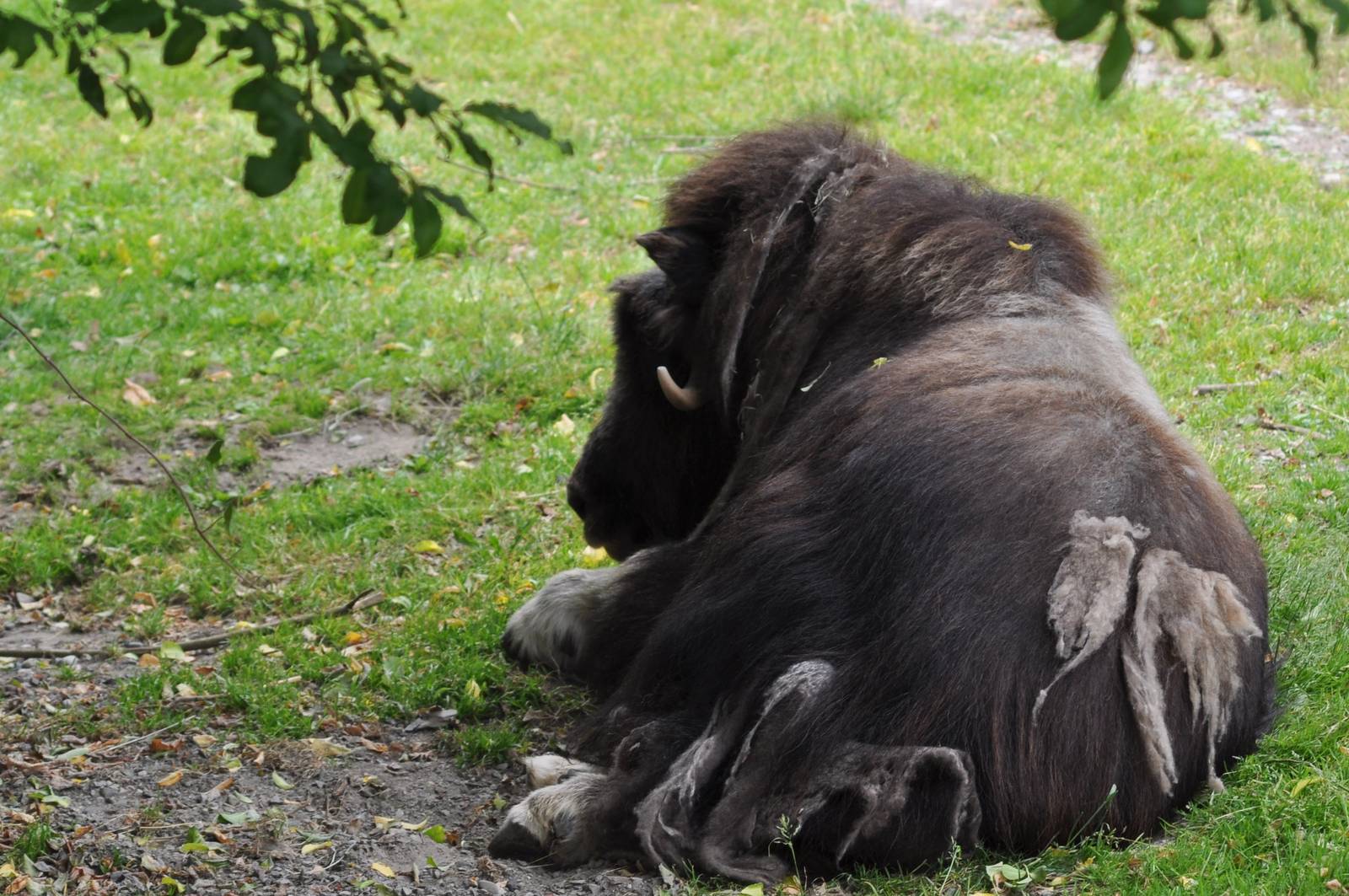 Musk Ox