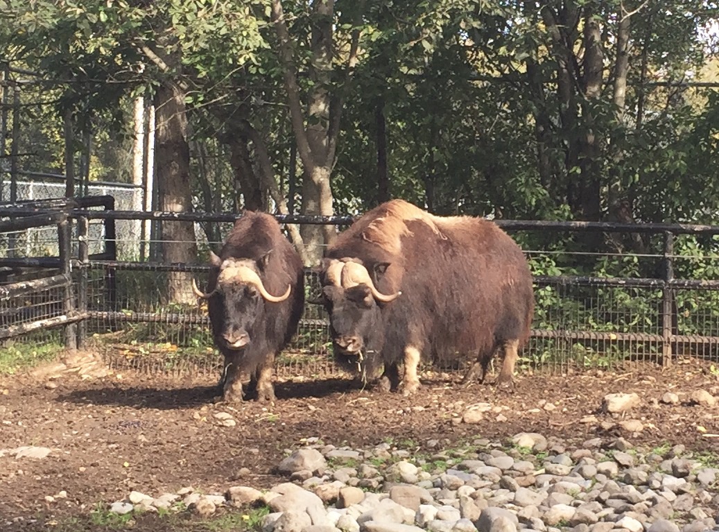 Musk Ox