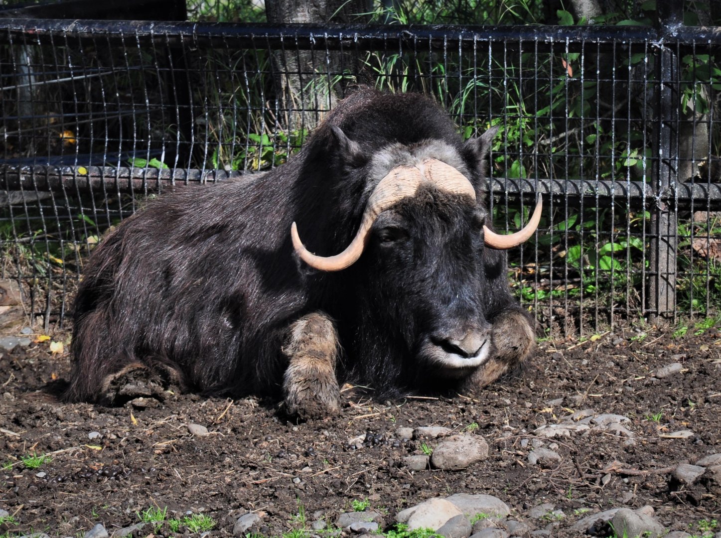 Musk Ox