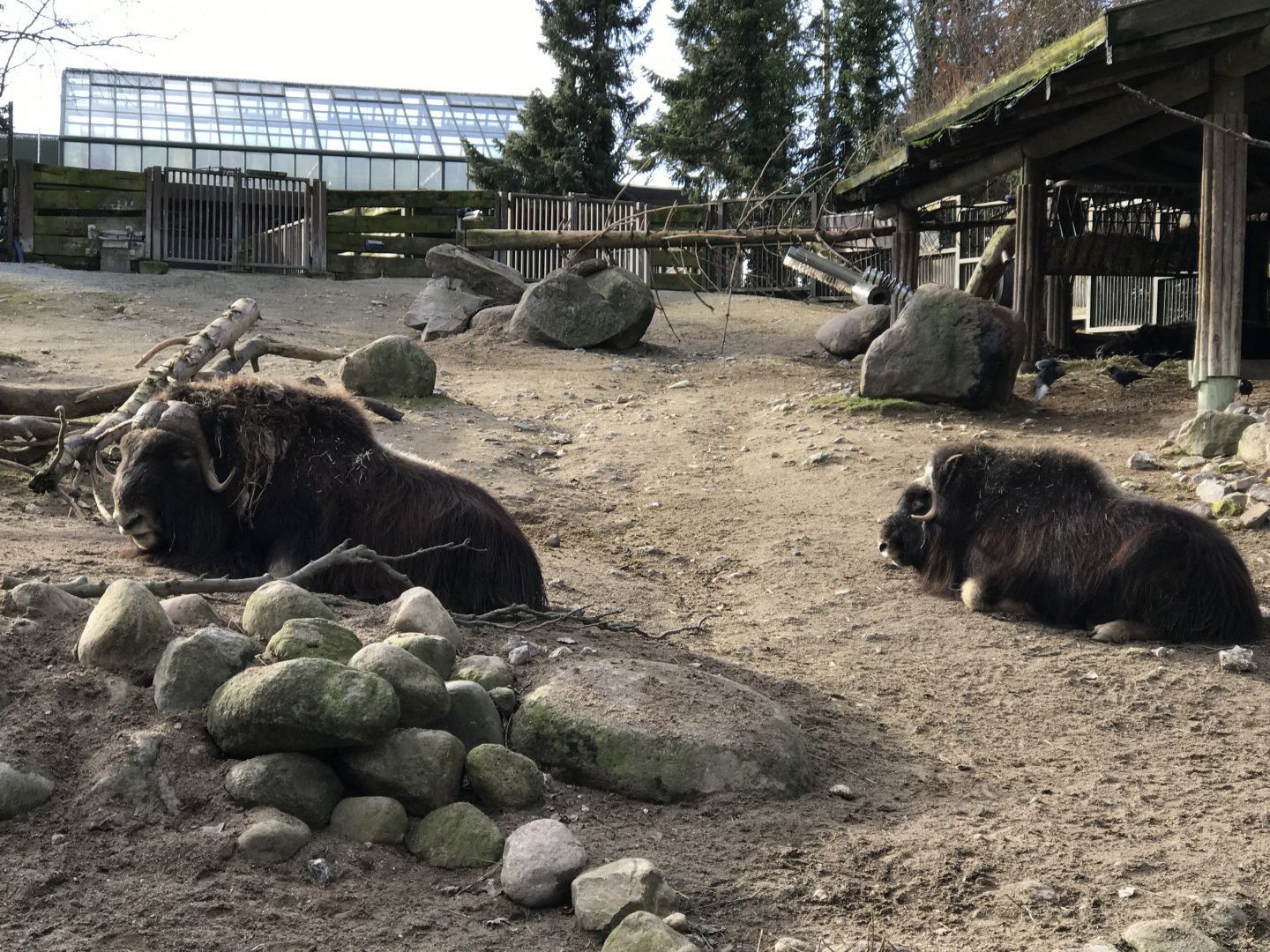 Musk ox