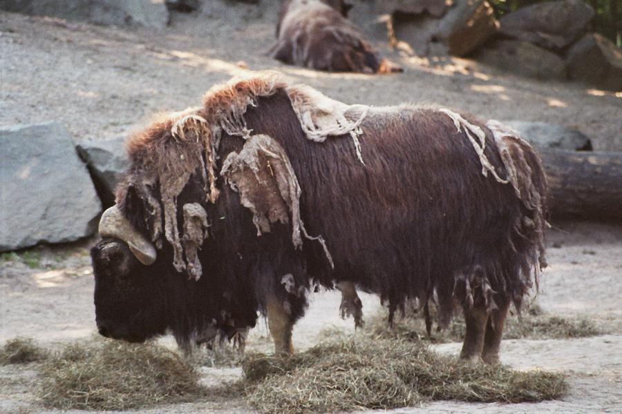 Musk Ox