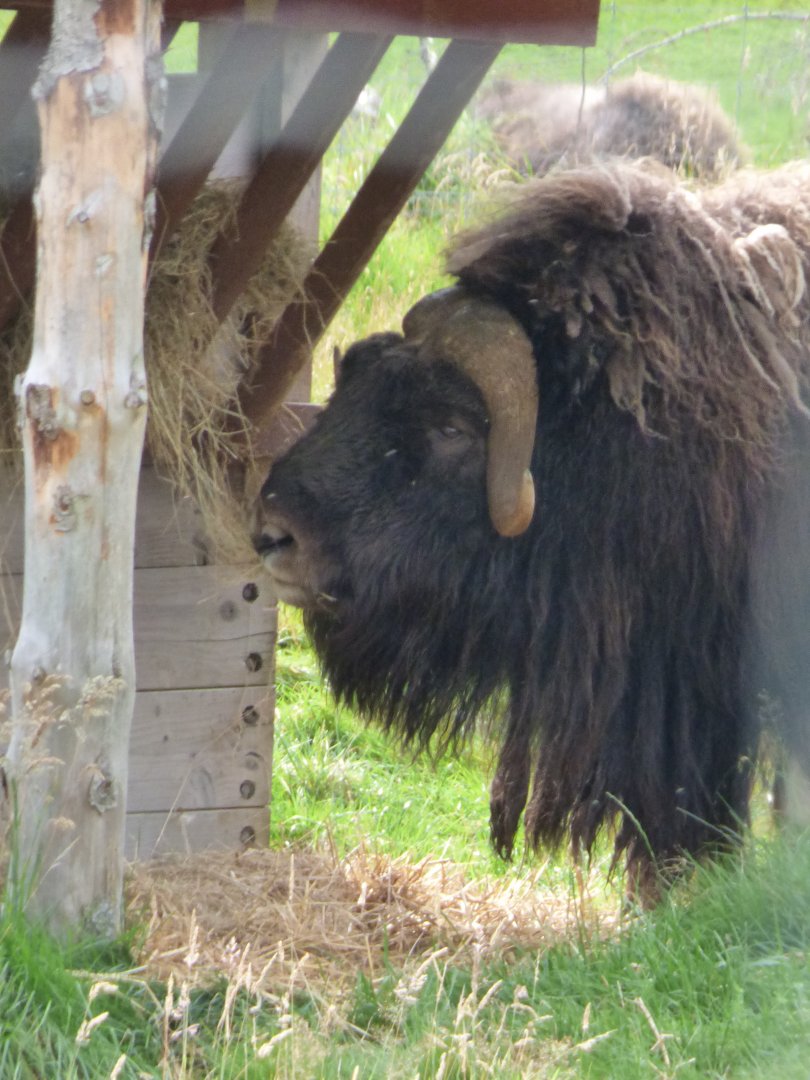 Musk Ox