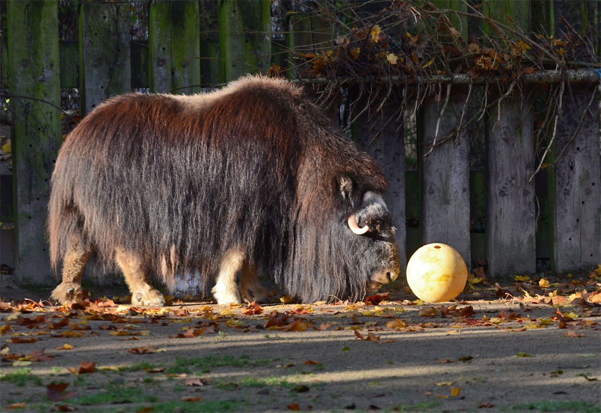 Musk Ox