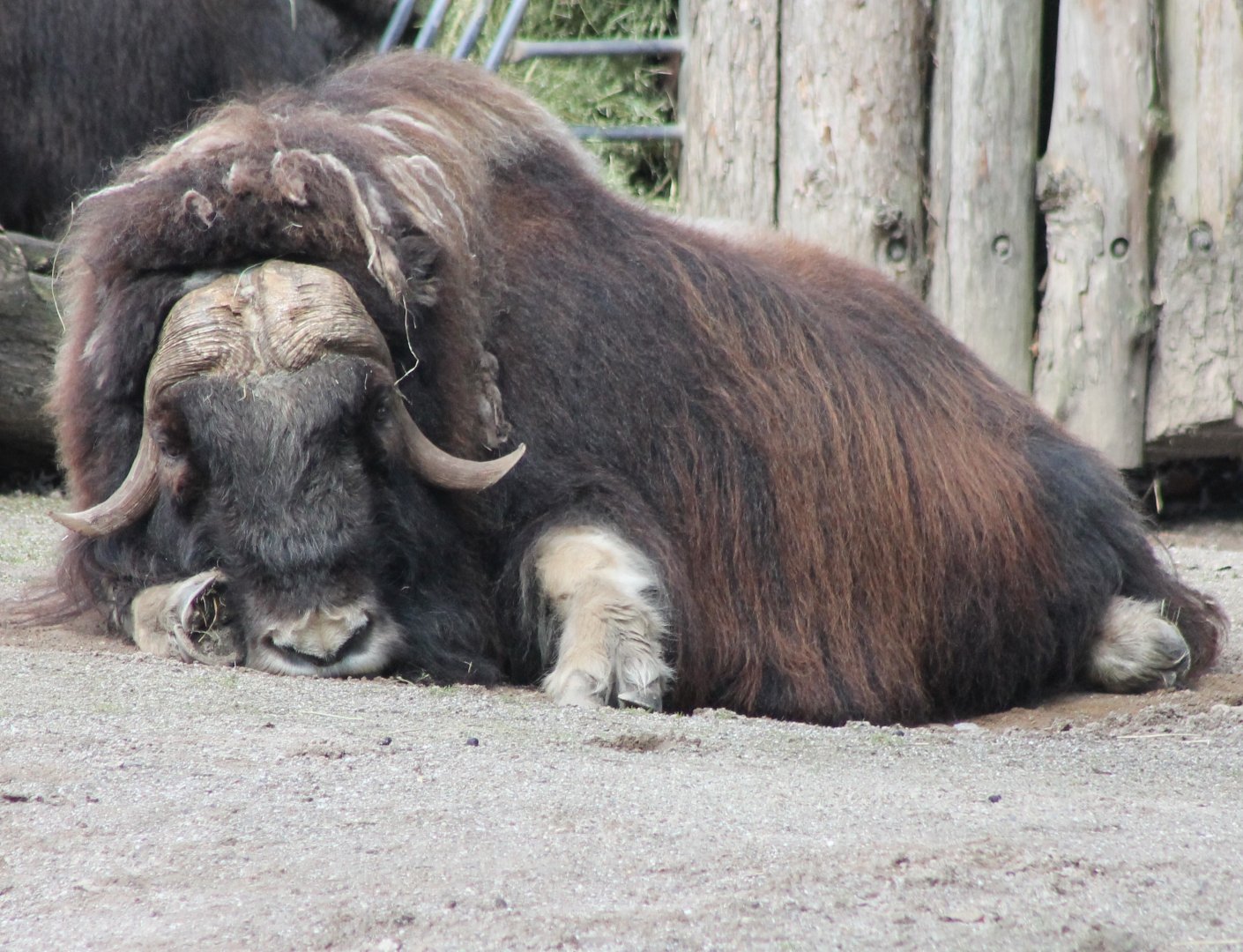Musk-ox