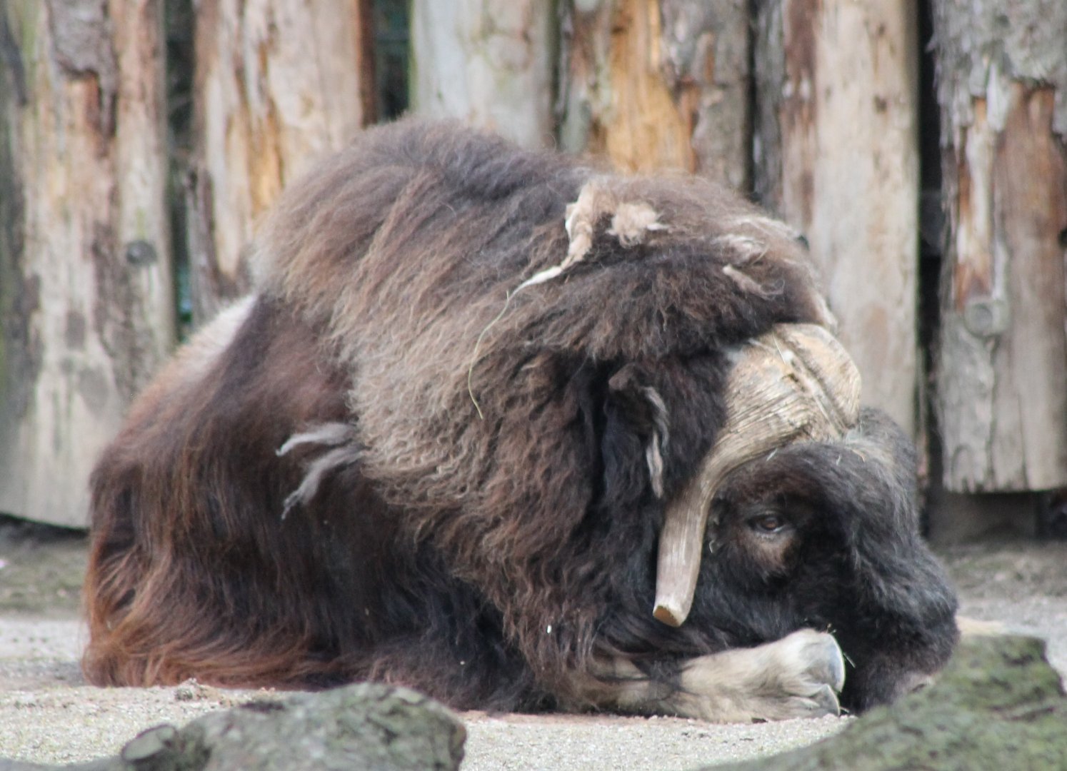 Musk-ox