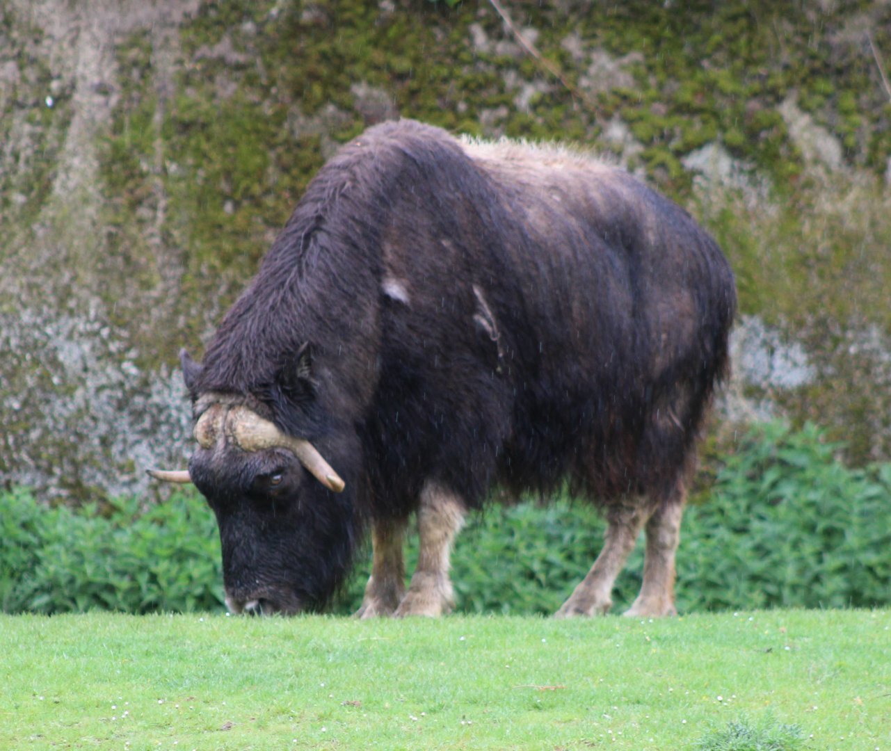 Musk-ox
