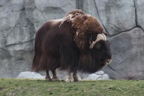 Musk Ox