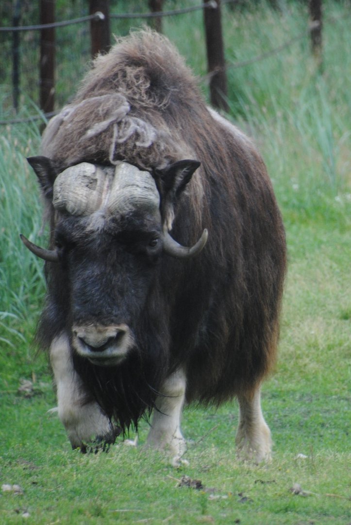 Musk Ox