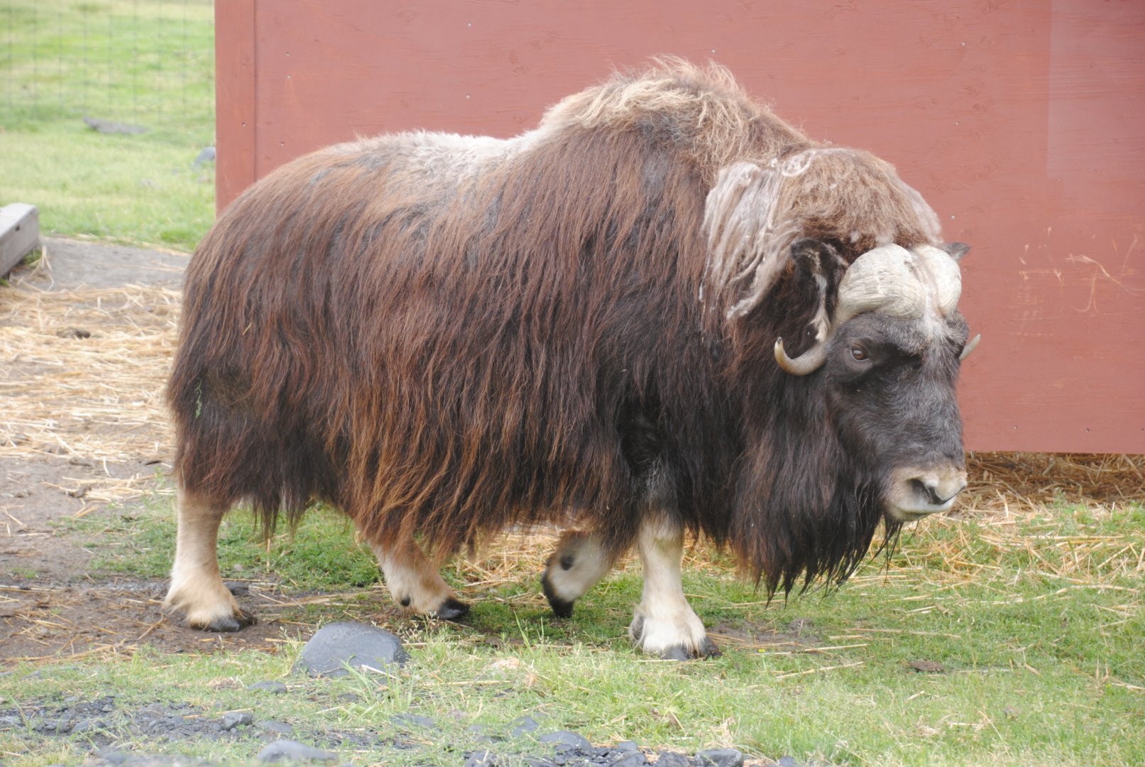 Musk Ox