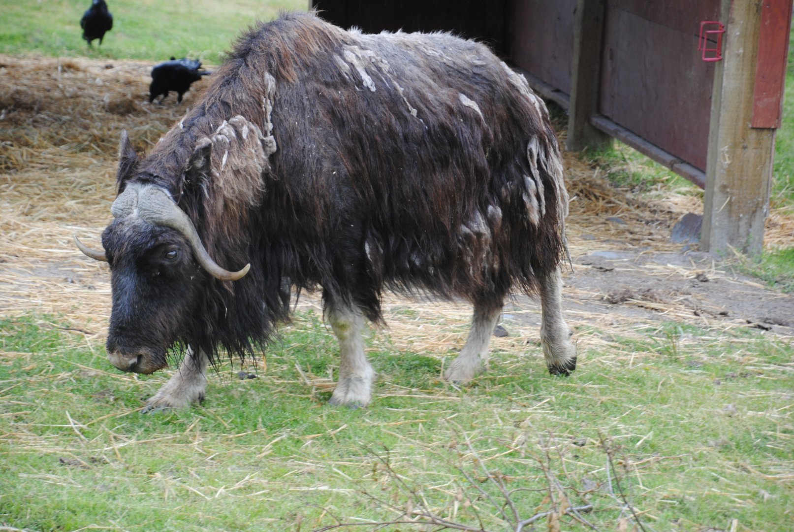 Musk Ox