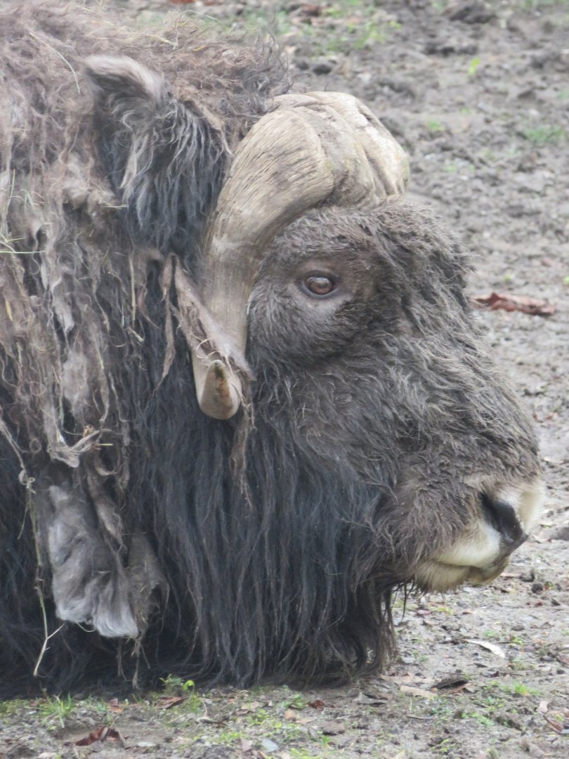 Musk ox