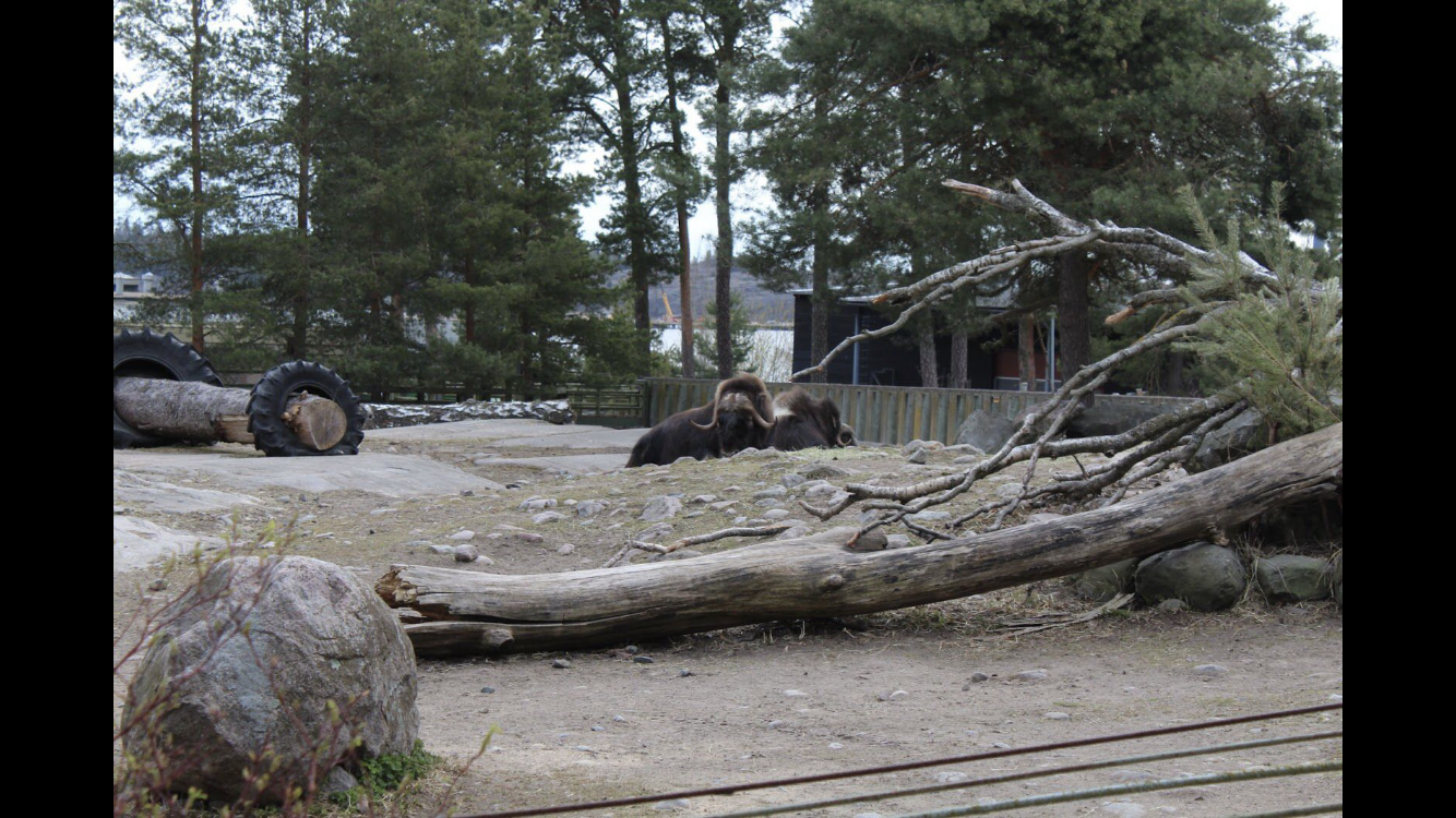 Musk ox
