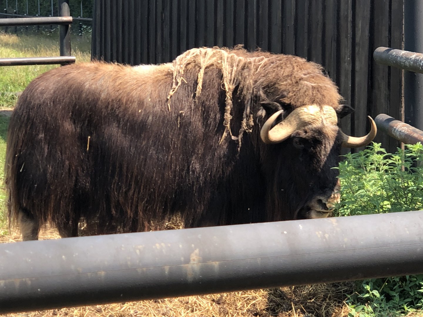 Musk Ox