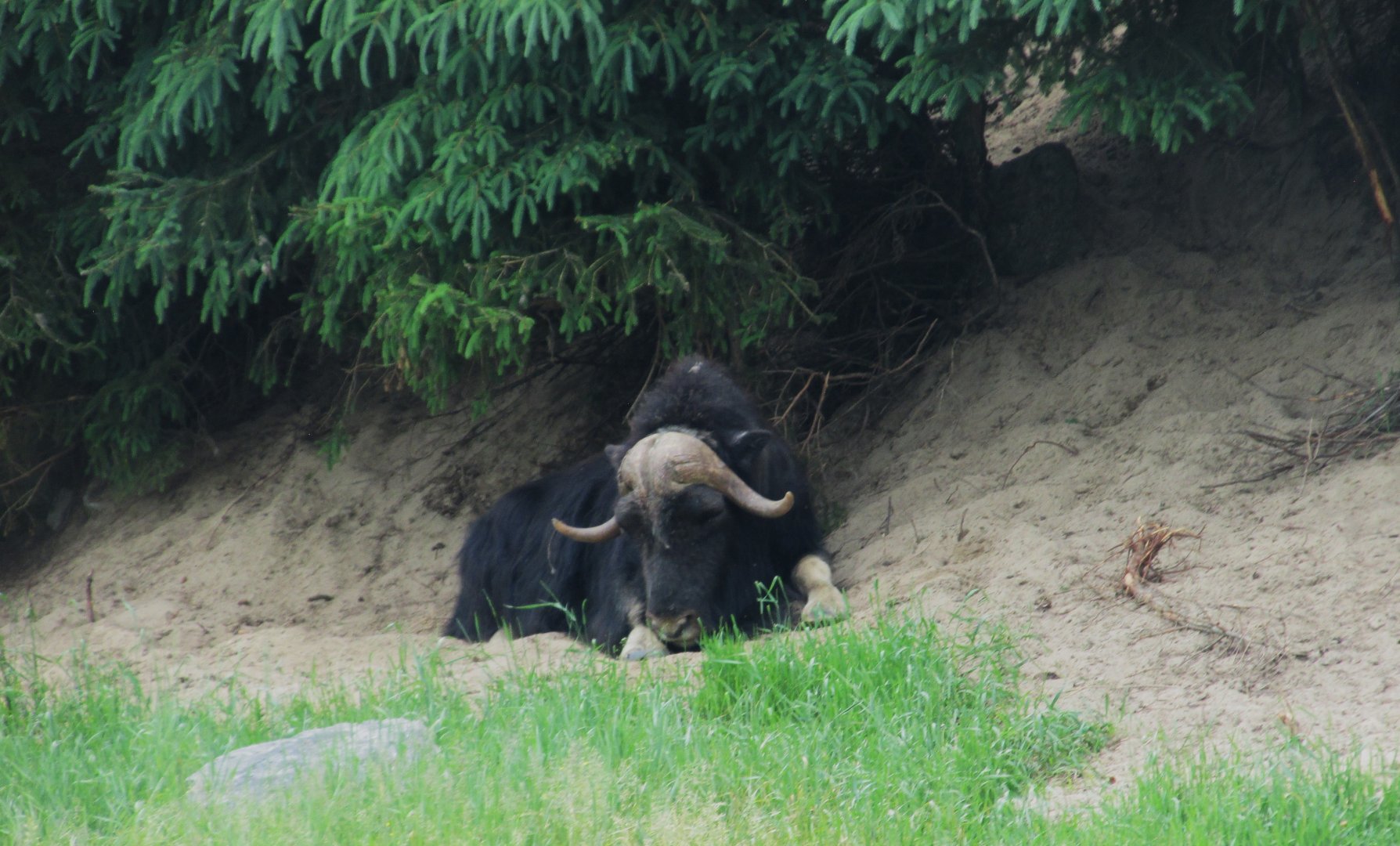 Musk ox