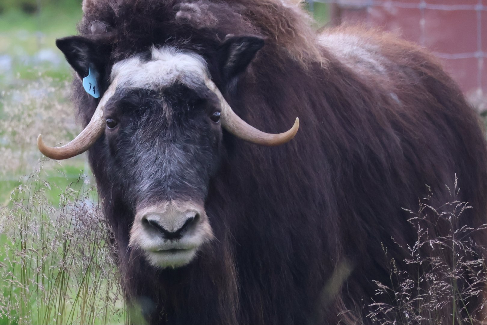 Musk Ox