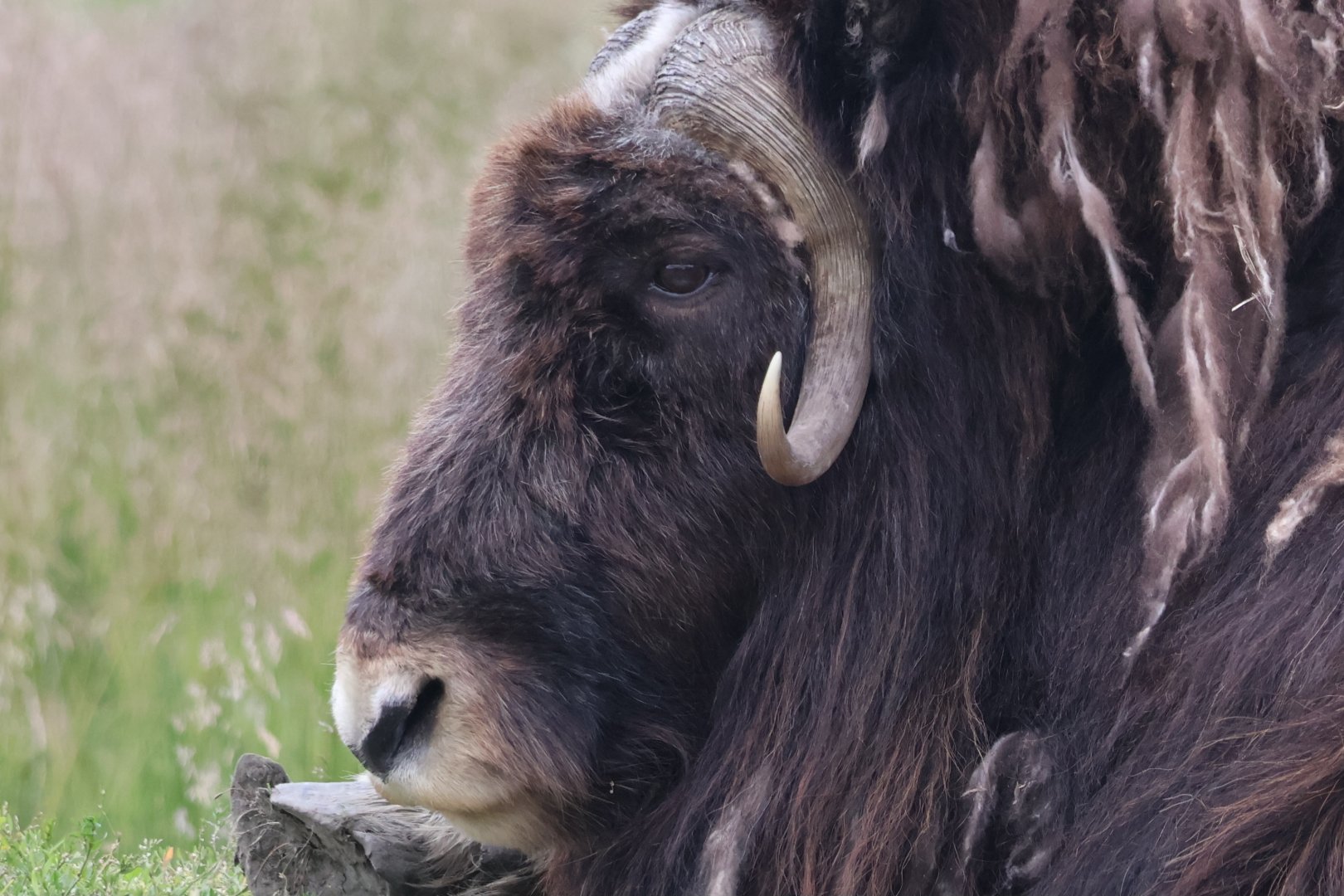 Musk Ox