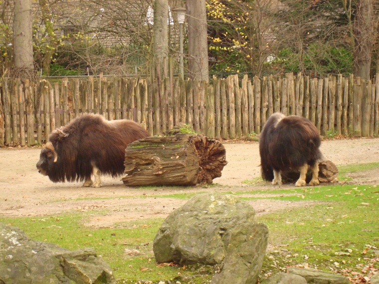 Musk Ox