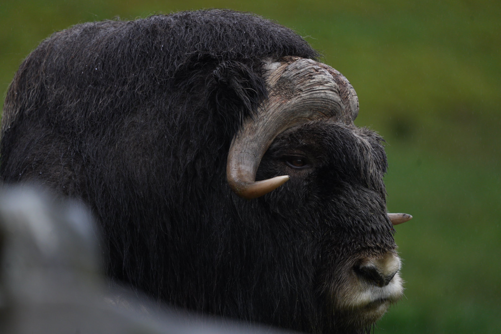 Musk-Ox