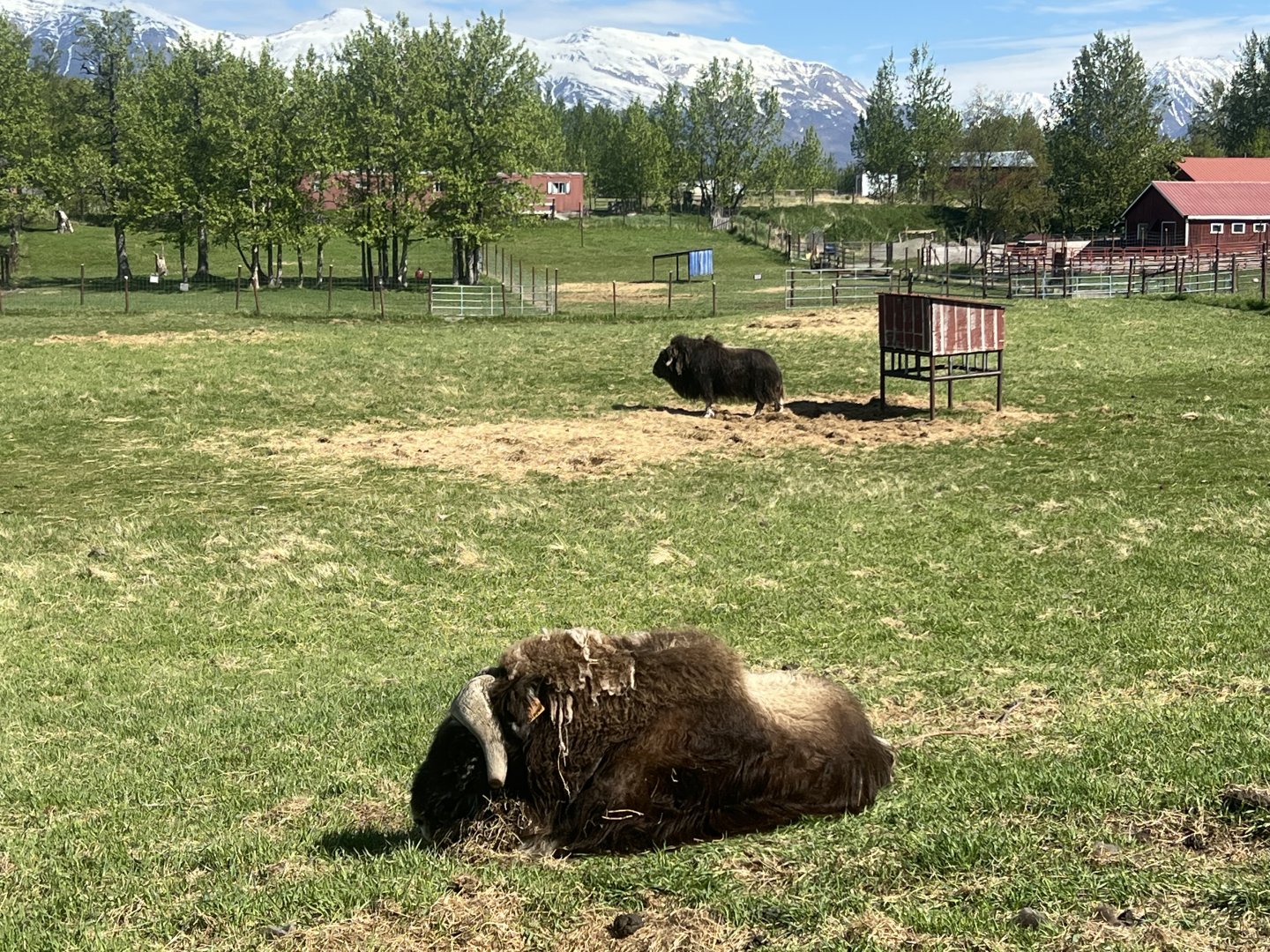 Musk Ox