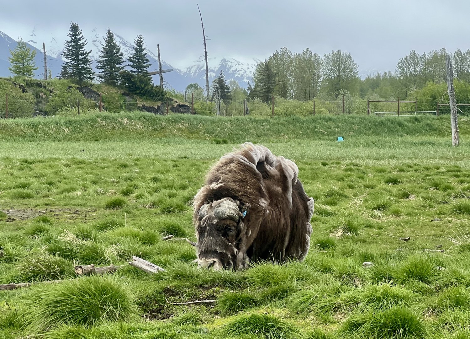 Musk Ox