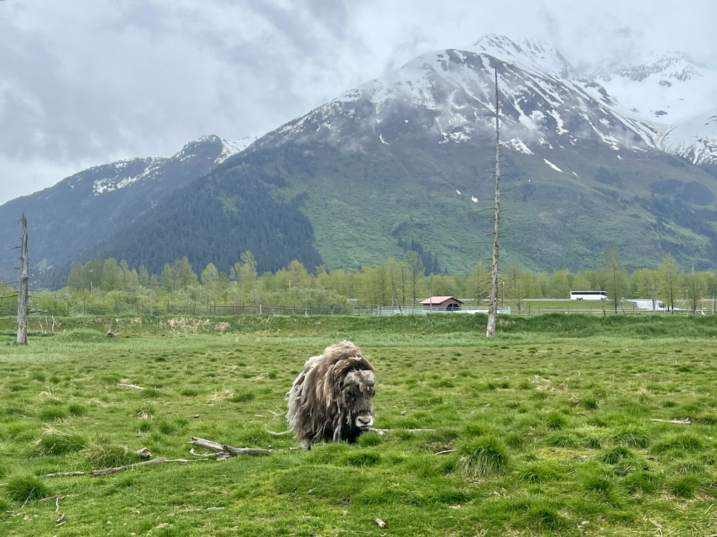 Musk Ox