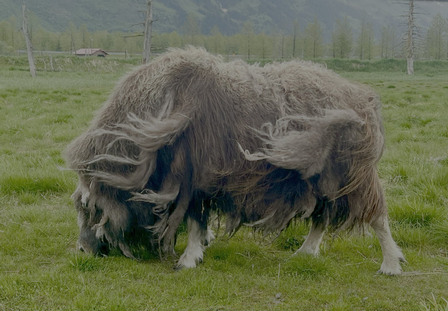 Musk Ox