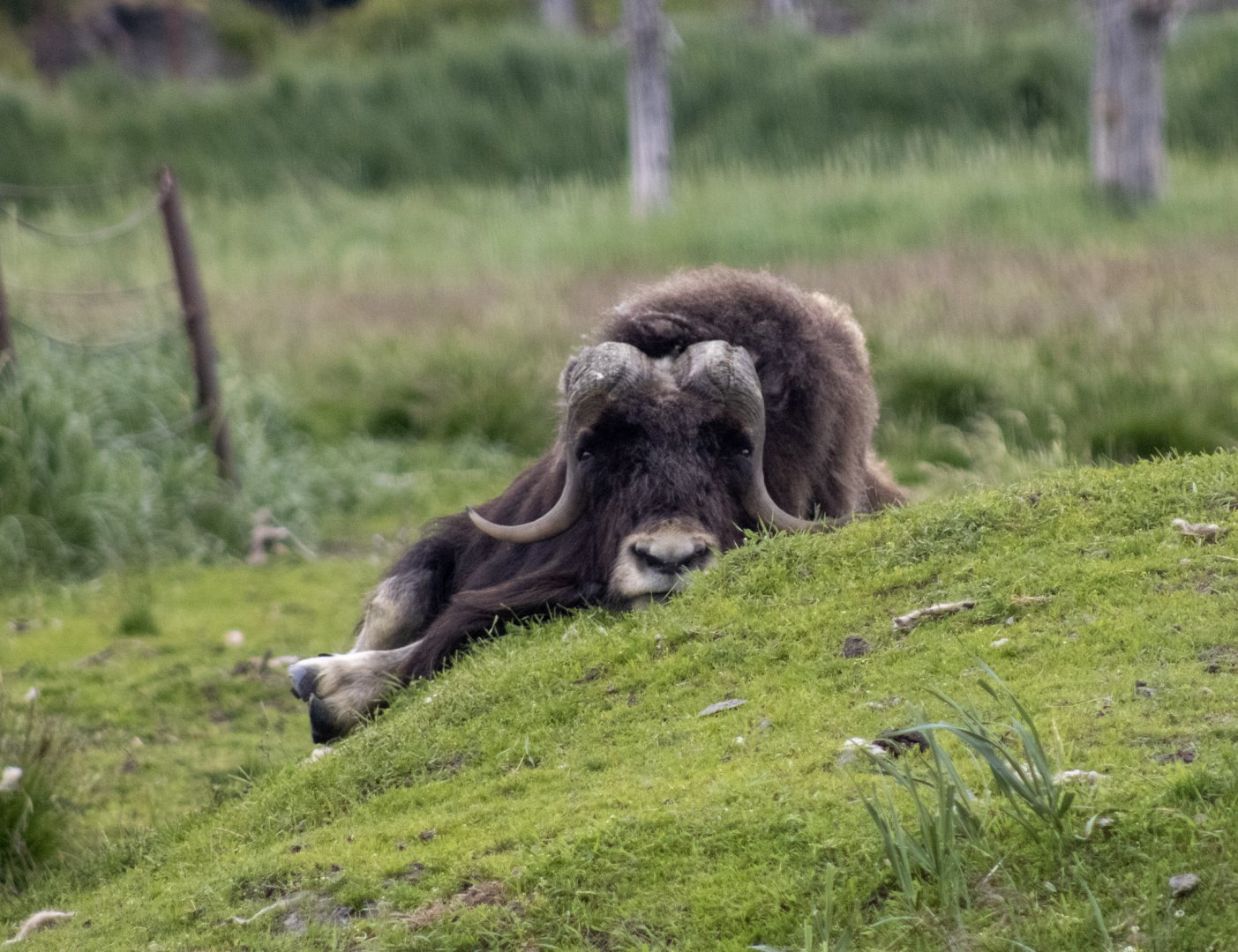 Musk Ox