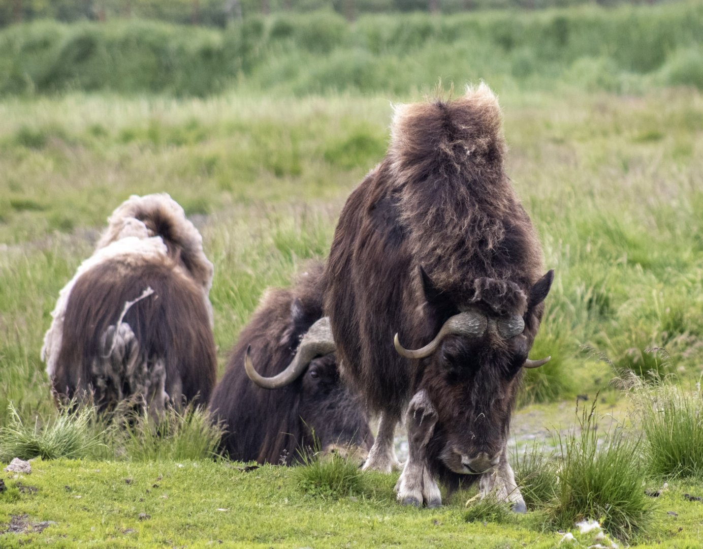 Musk Ox