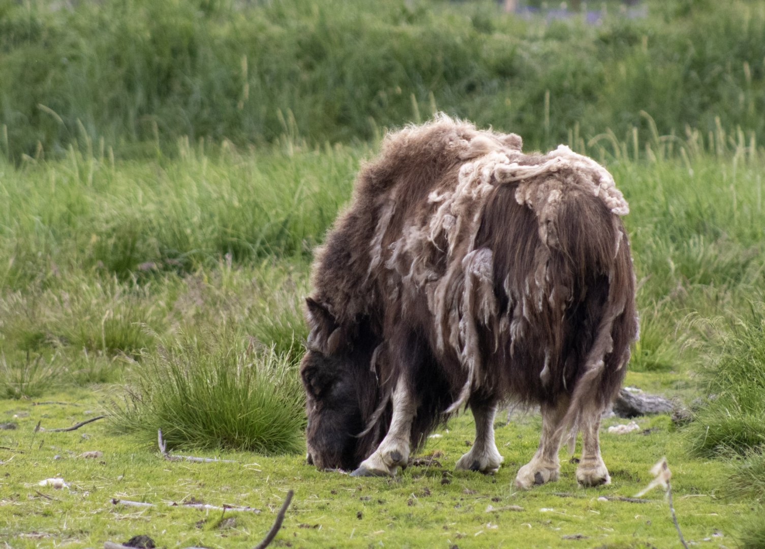 Musk Ox