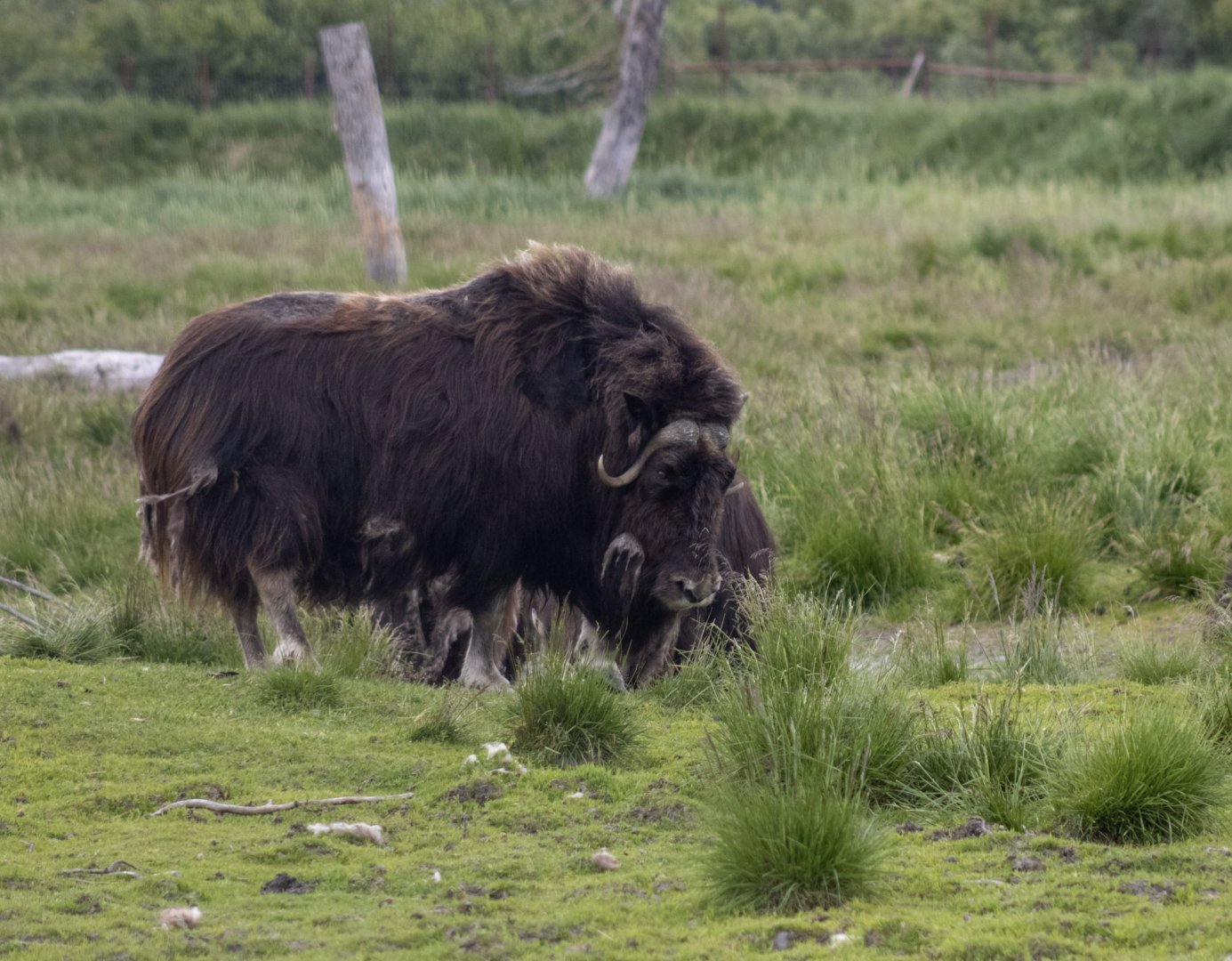 Musk Ox