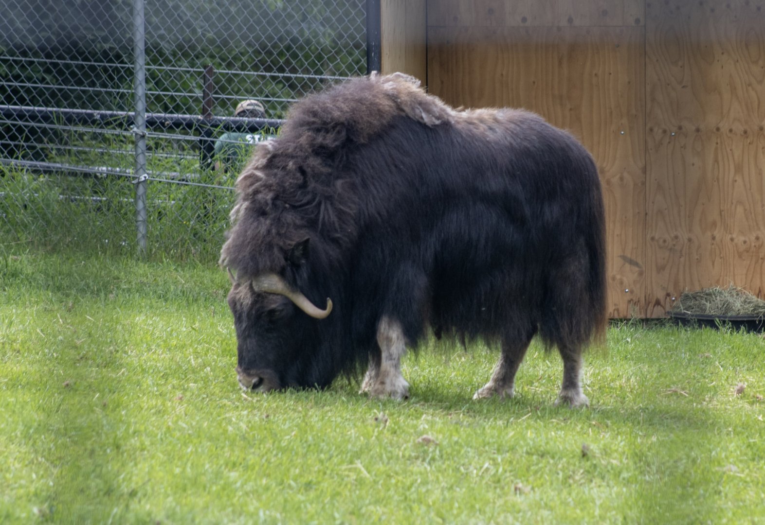 Musk Ox