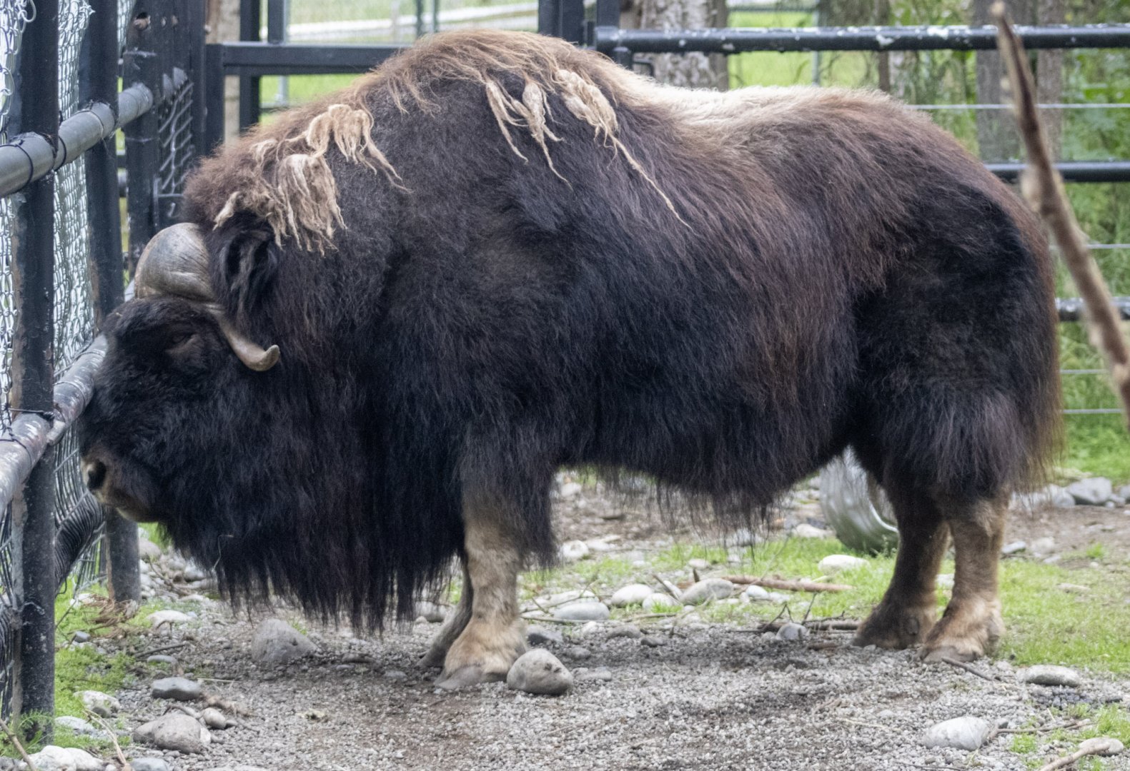 Musk Ox