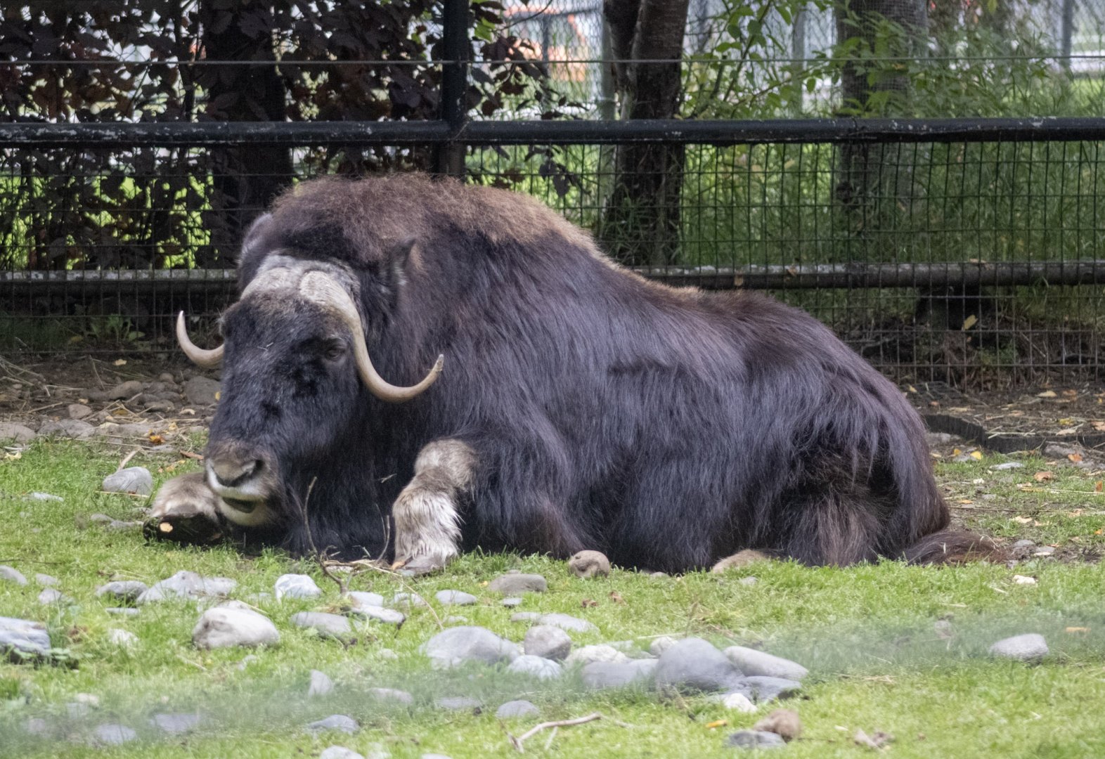 Musk Ox