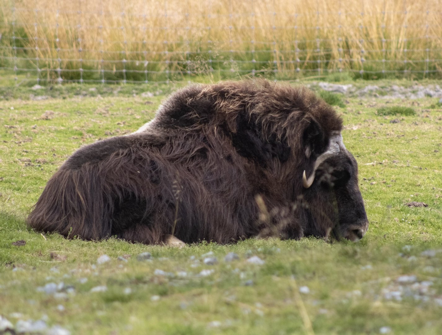 Musk Ox